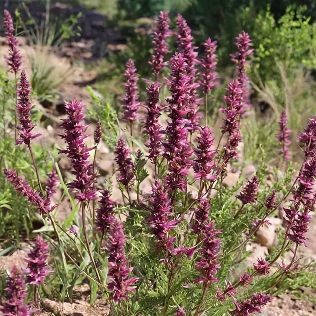 Korean Mint