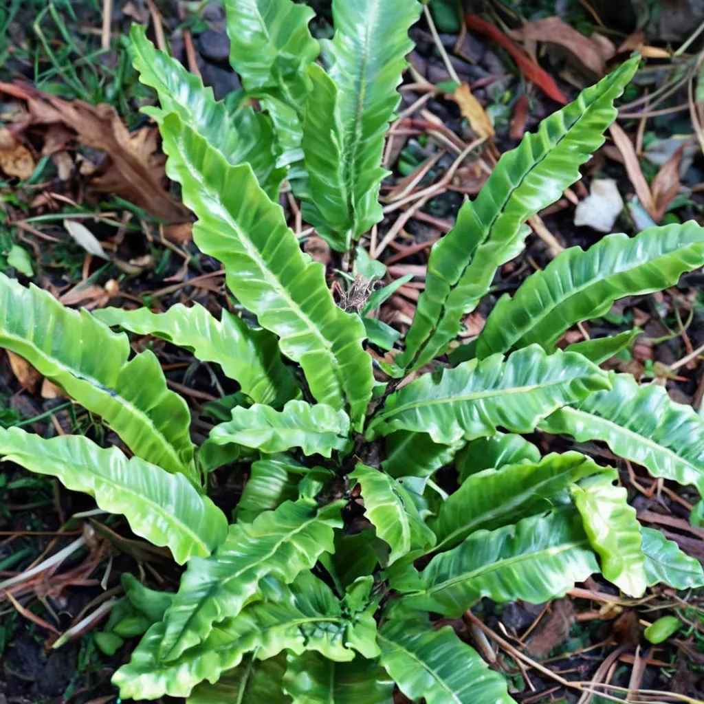 Ulleung Island Hart's-tongue Fern