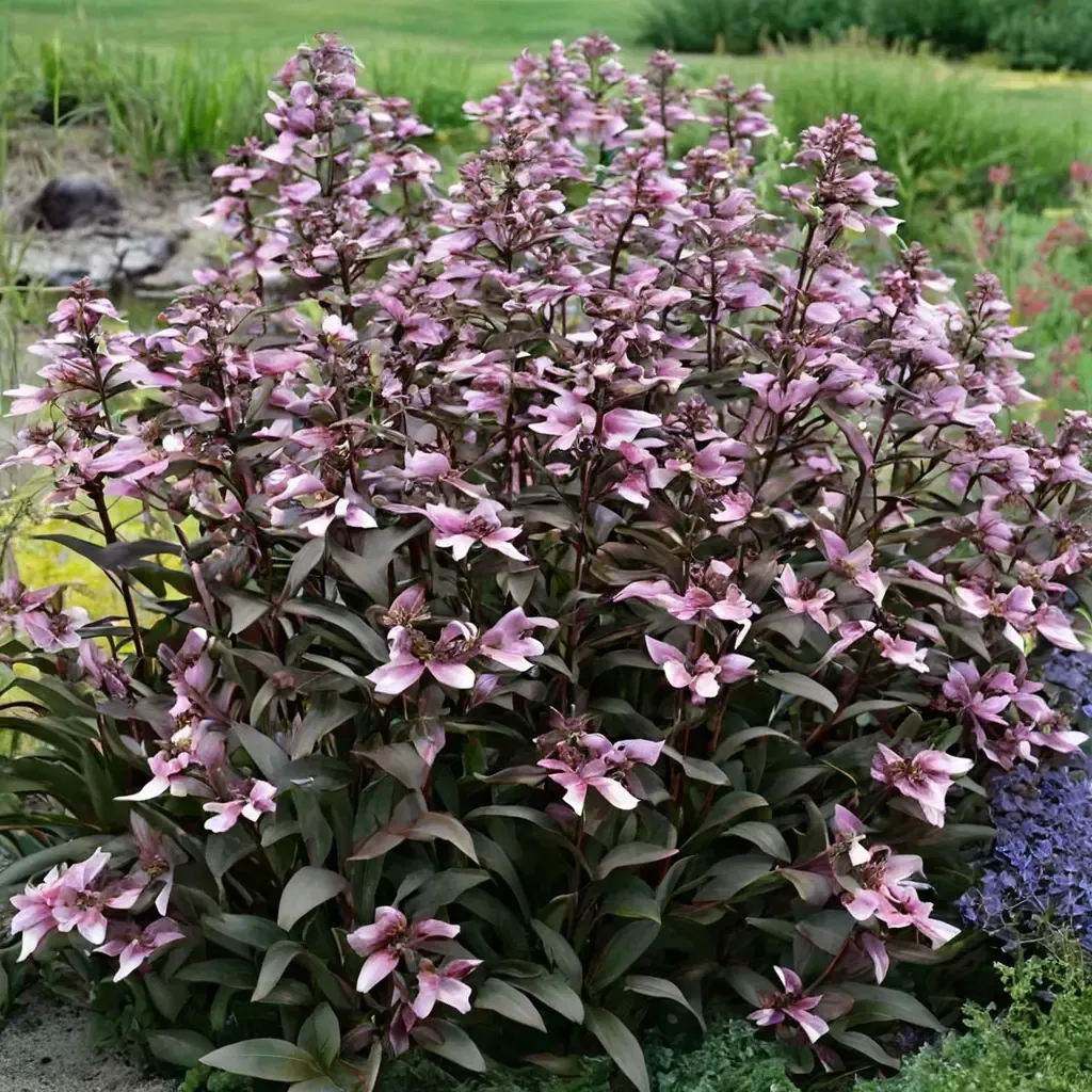 Dark Towers Penstemon