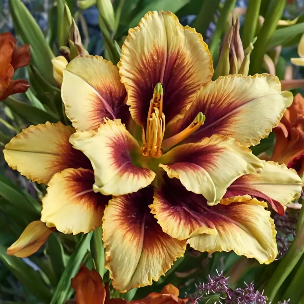 Yellow Daylily
