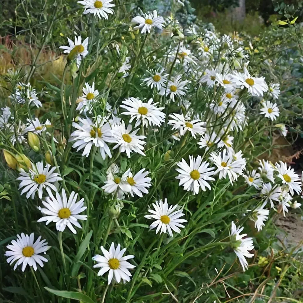 Late Flowering Oxeye Daisy
