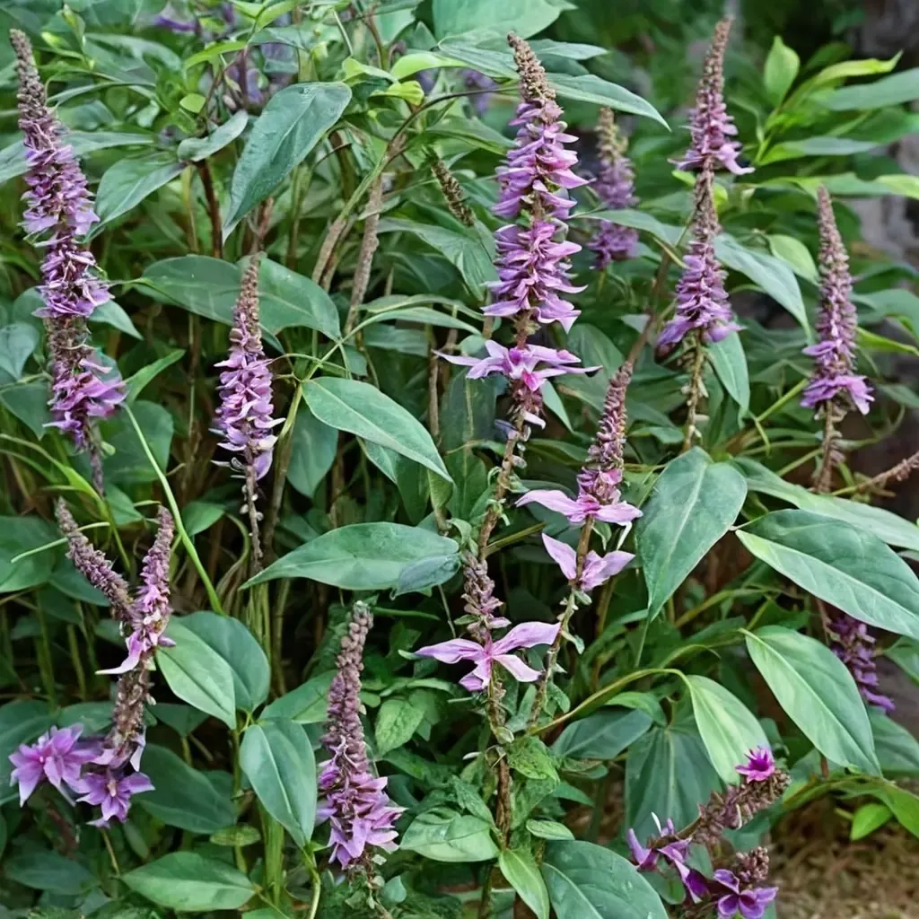 Lindley's Butterfly Bush