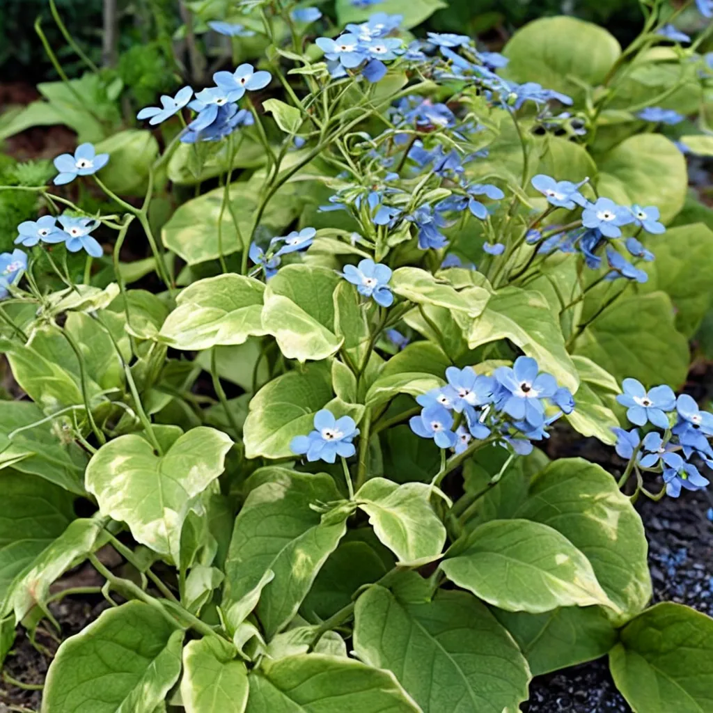 Siberian Bugloss 'Hadspen Cream'