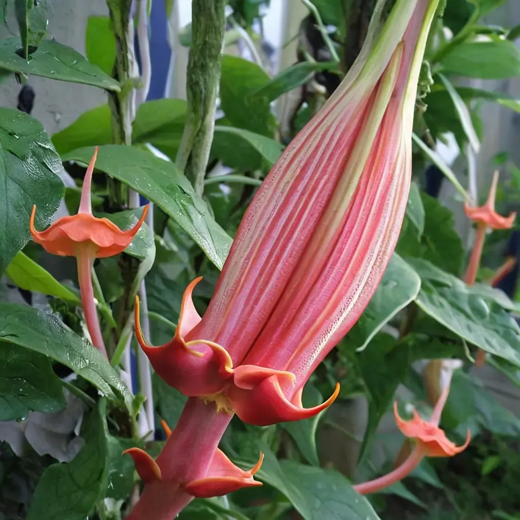 Suncrest Vulsa Angel's Trumpet