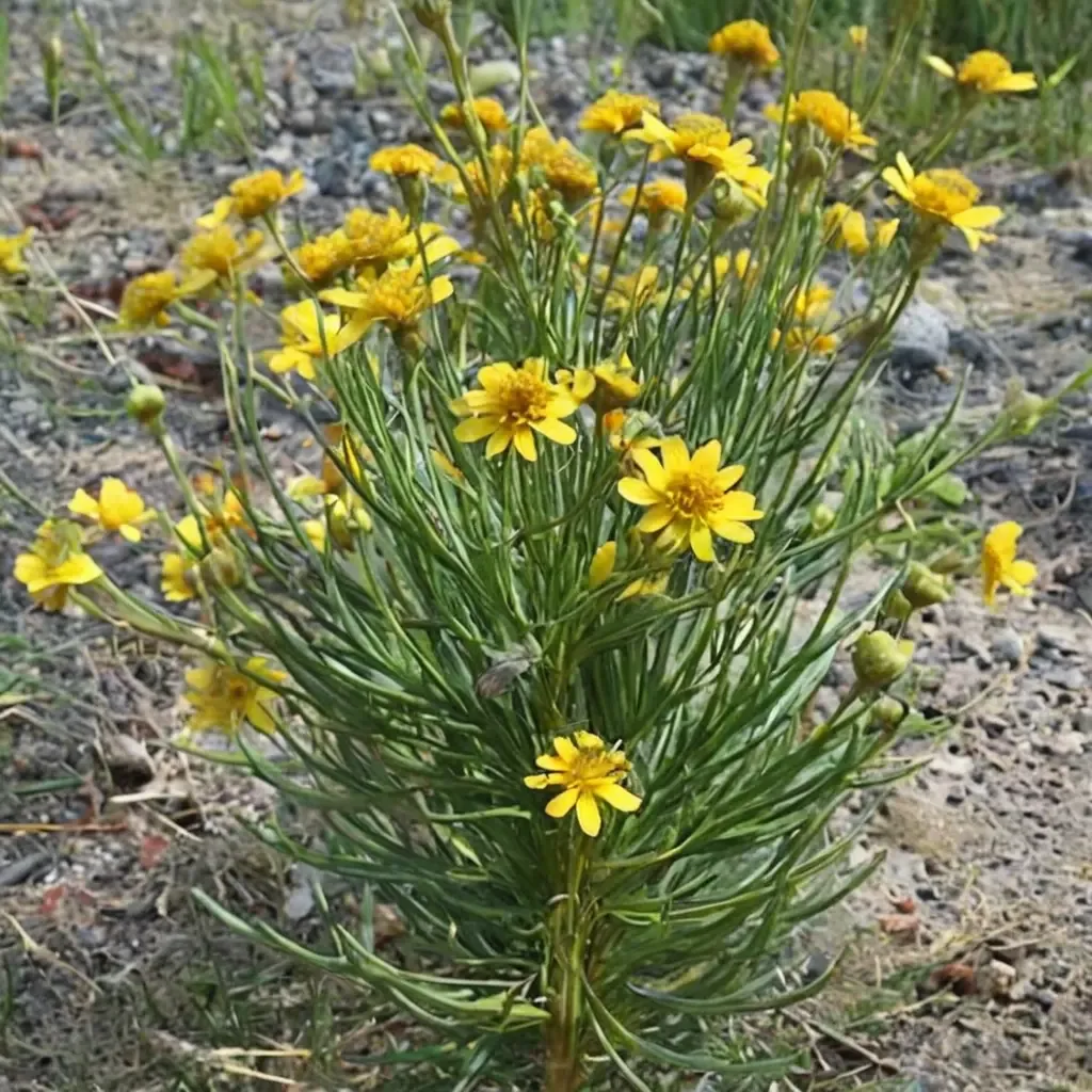 Bitter Sneezeweed