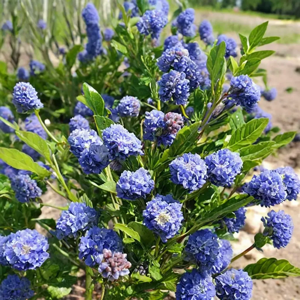 Skylark California Lilac