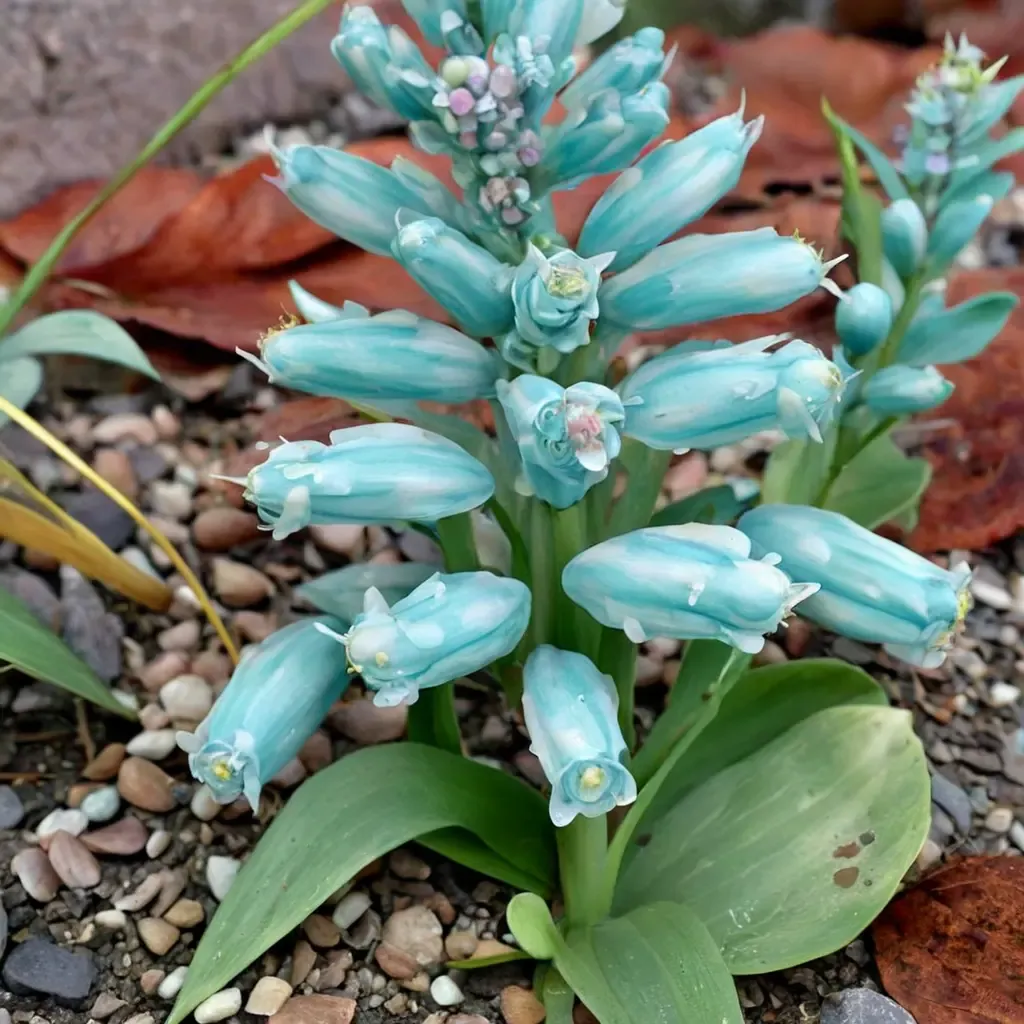 Turquoise Hyacinth
