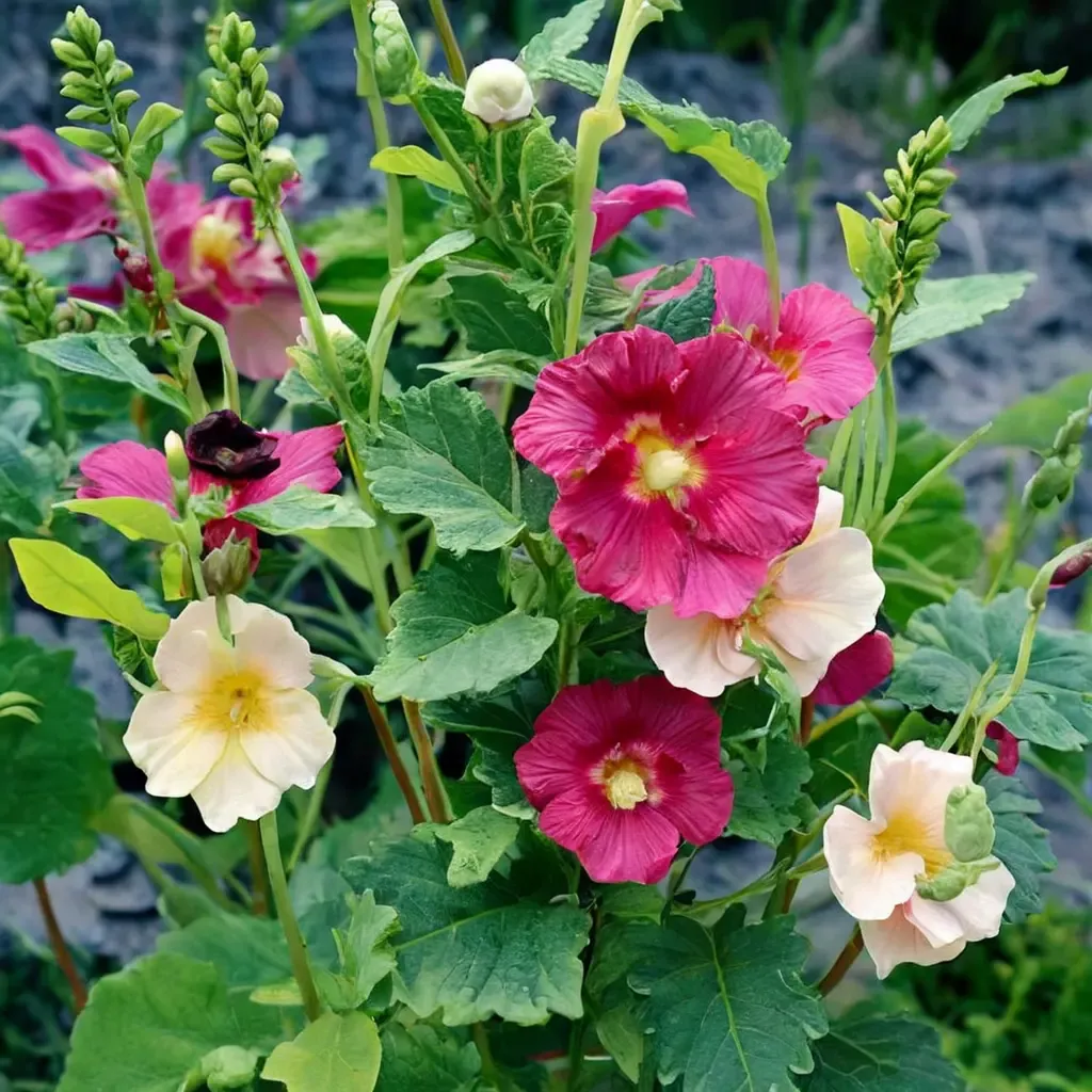 Las Vegas Hollyhock