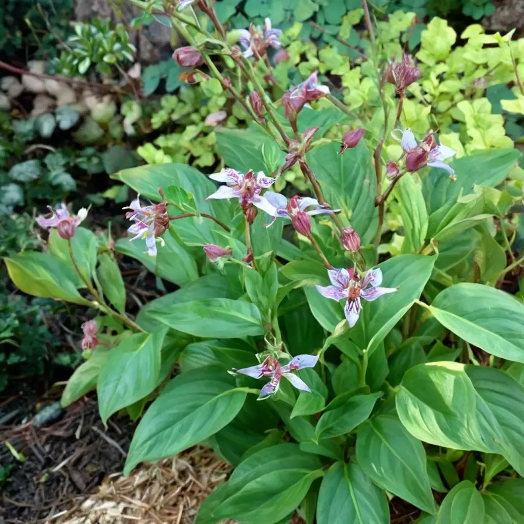 Toad Lily