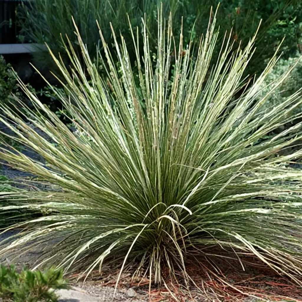 Pine Muhly