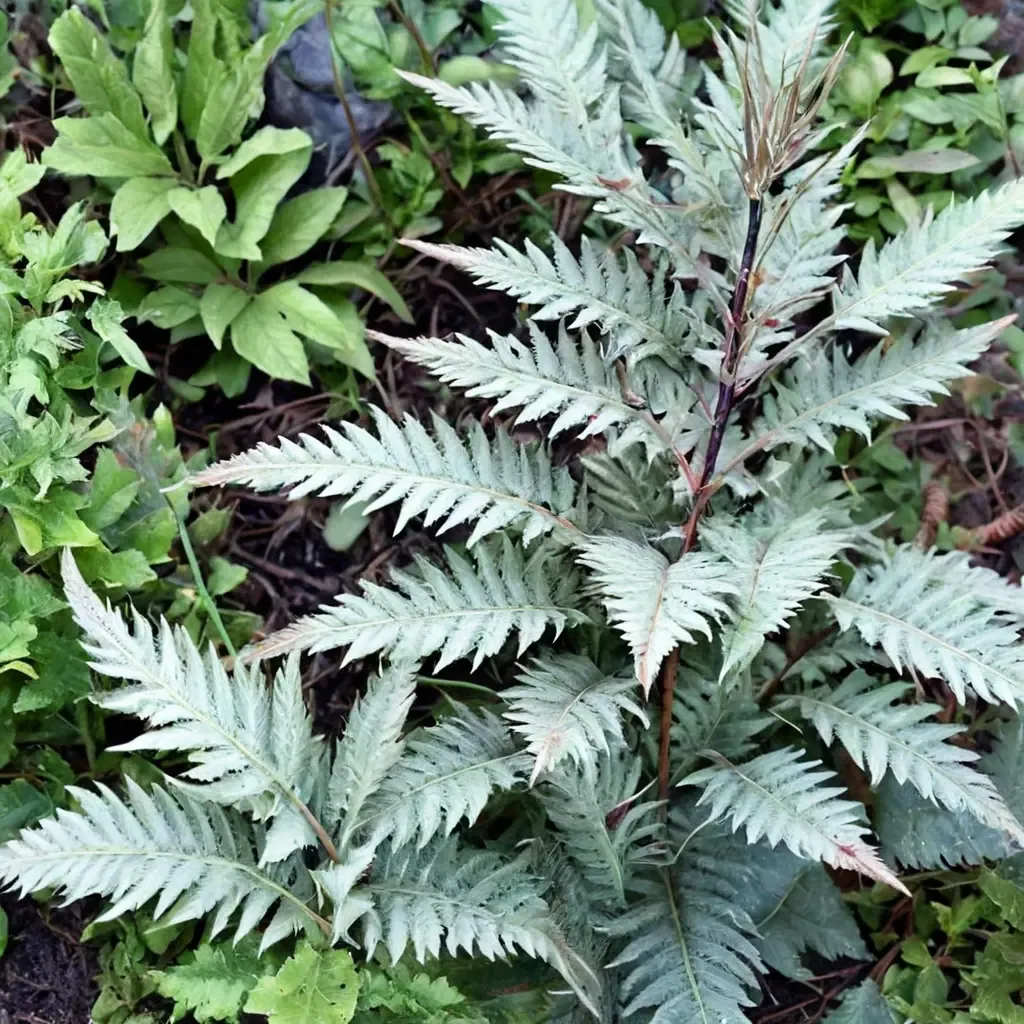 Japanese Painted Fern