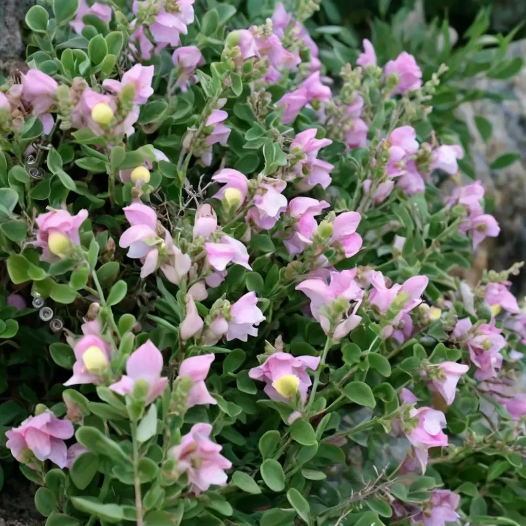 Spanish Snapdragon