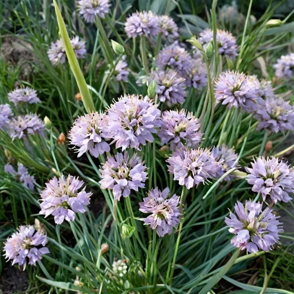 German Garlic