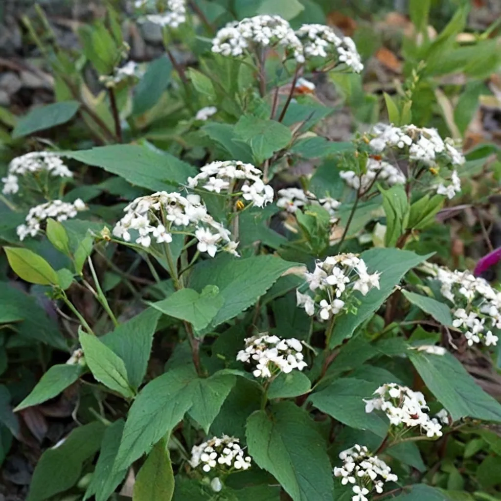 White Snakeroot