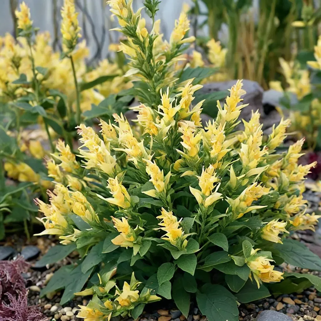 Butter Yellow Hummingbird Mint