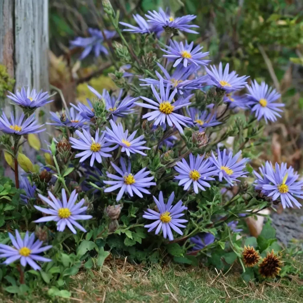 Aromatic Aster