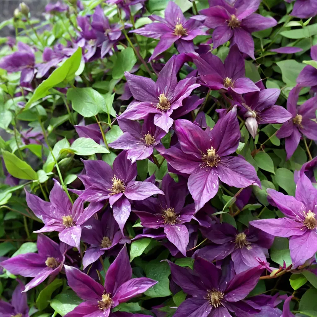 Polish Spirit Clematis