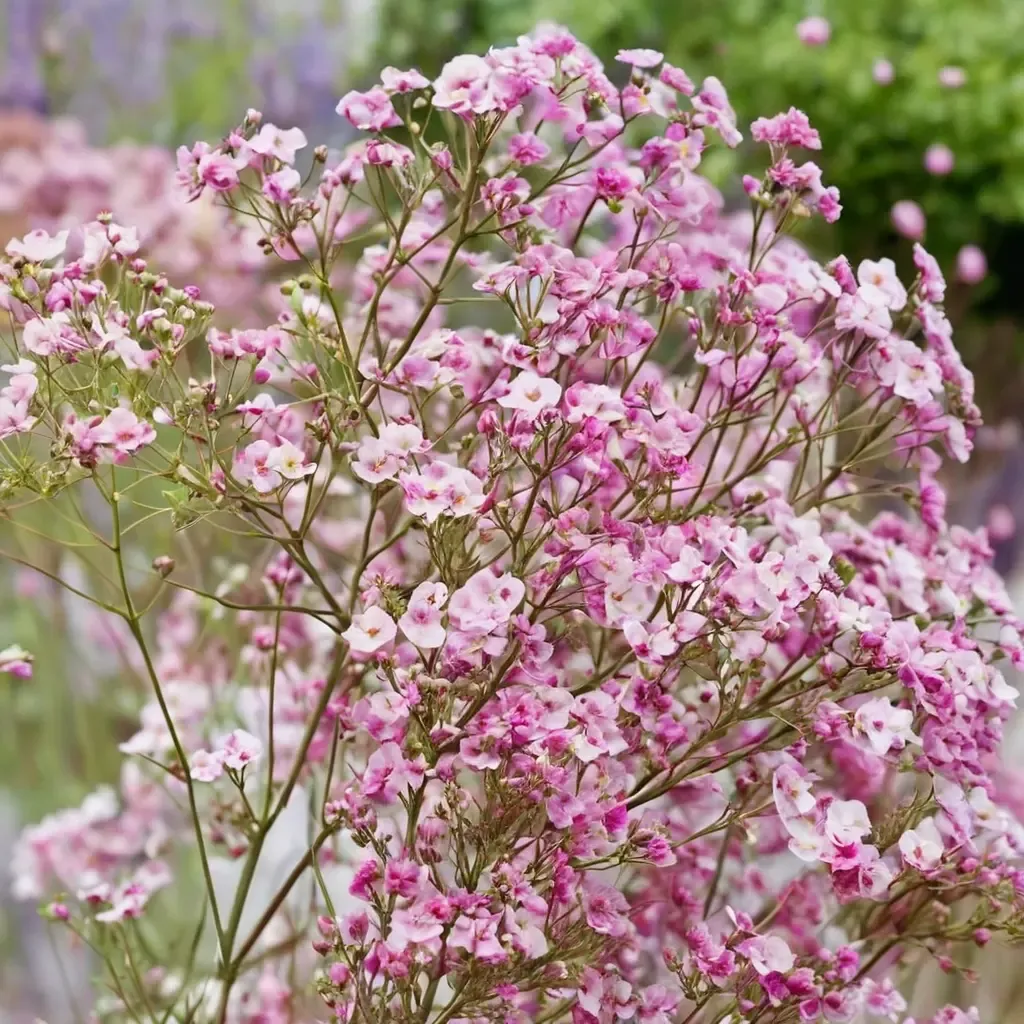 Pink Baby's Breath