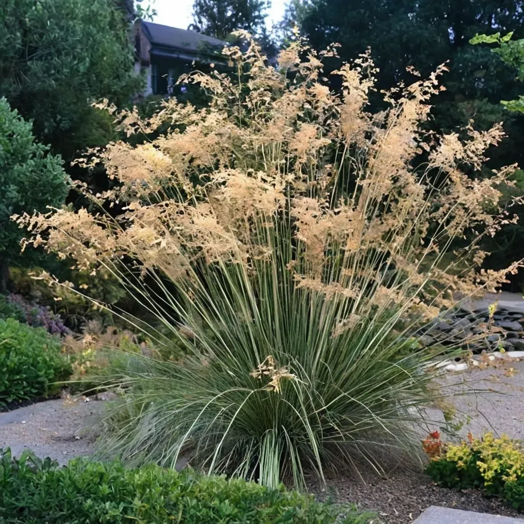 Giant Feather Grass