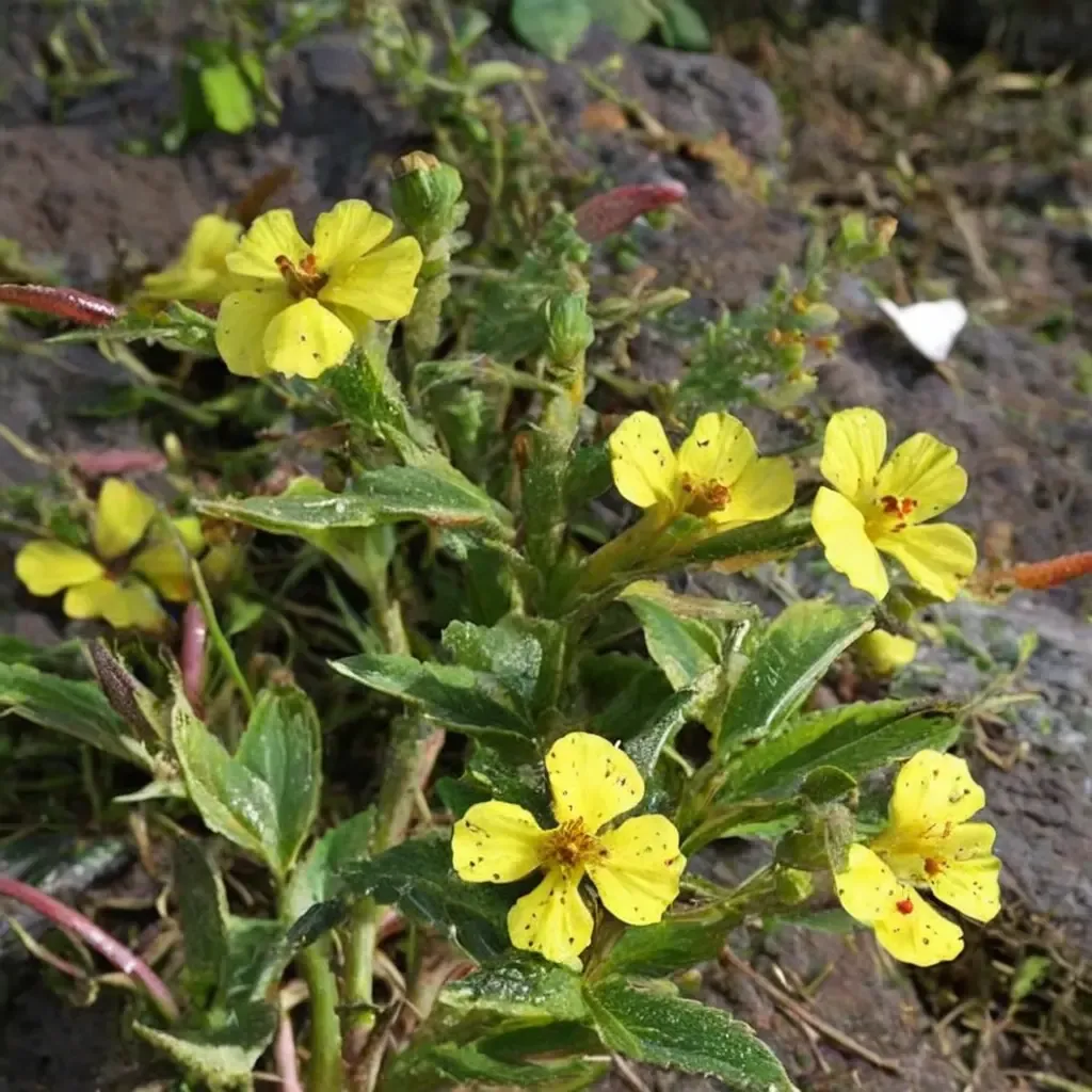 Sunflakes Evening Primrose