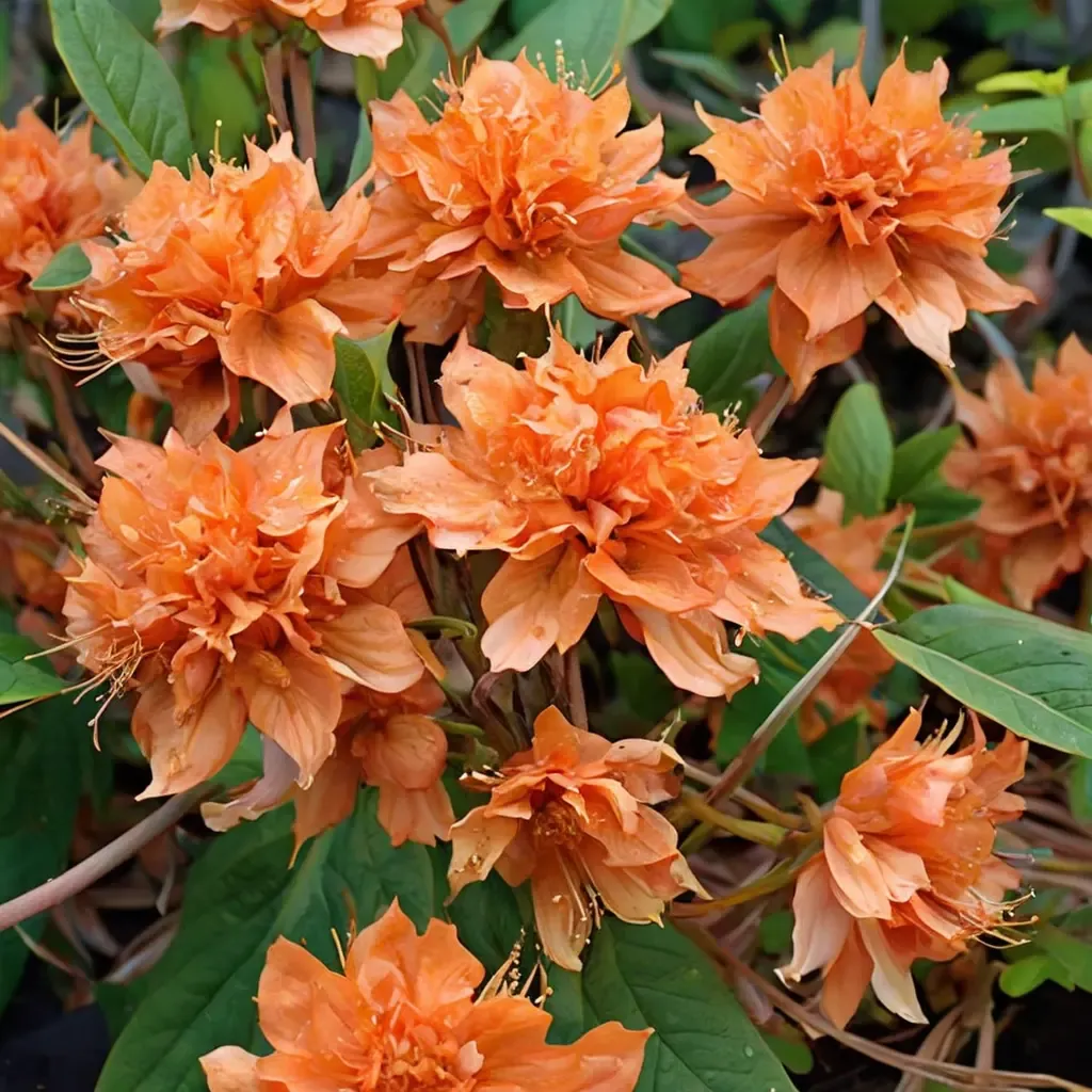 Mandarin Lights Azalea
