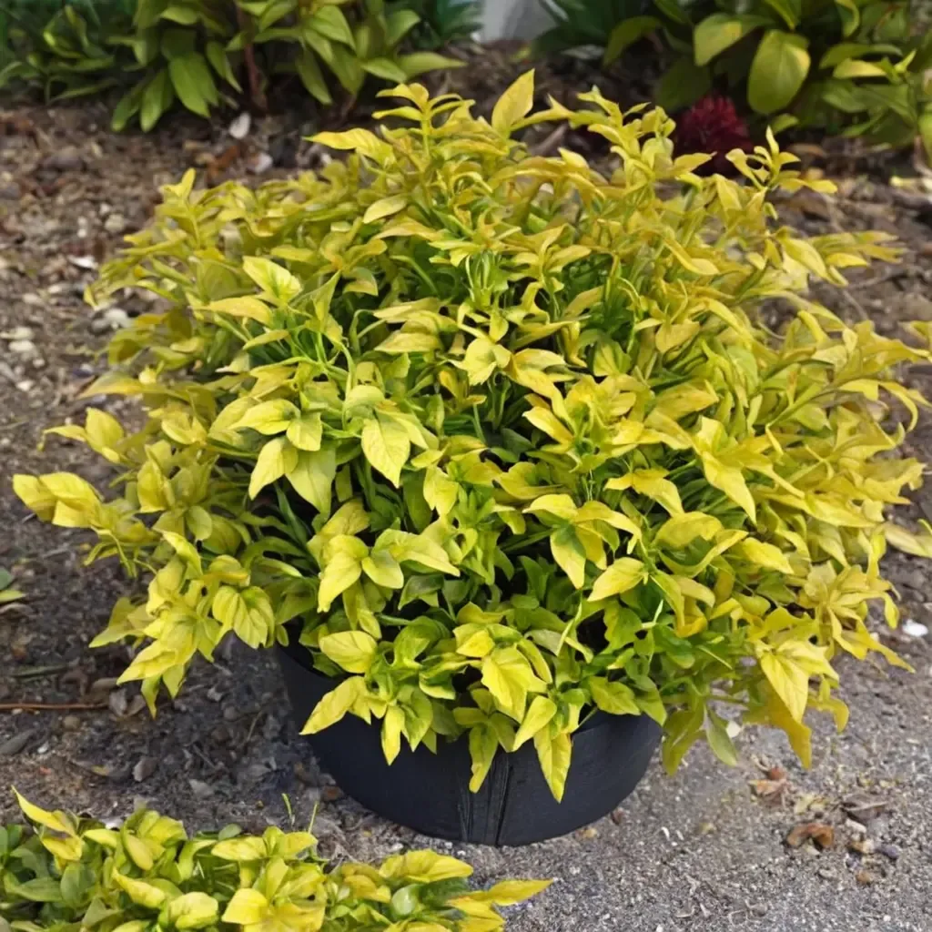 Gold Nugget Duranta
