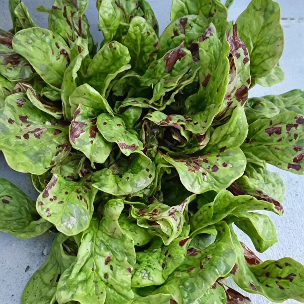 Flashy Oak Leaf Lettuce
