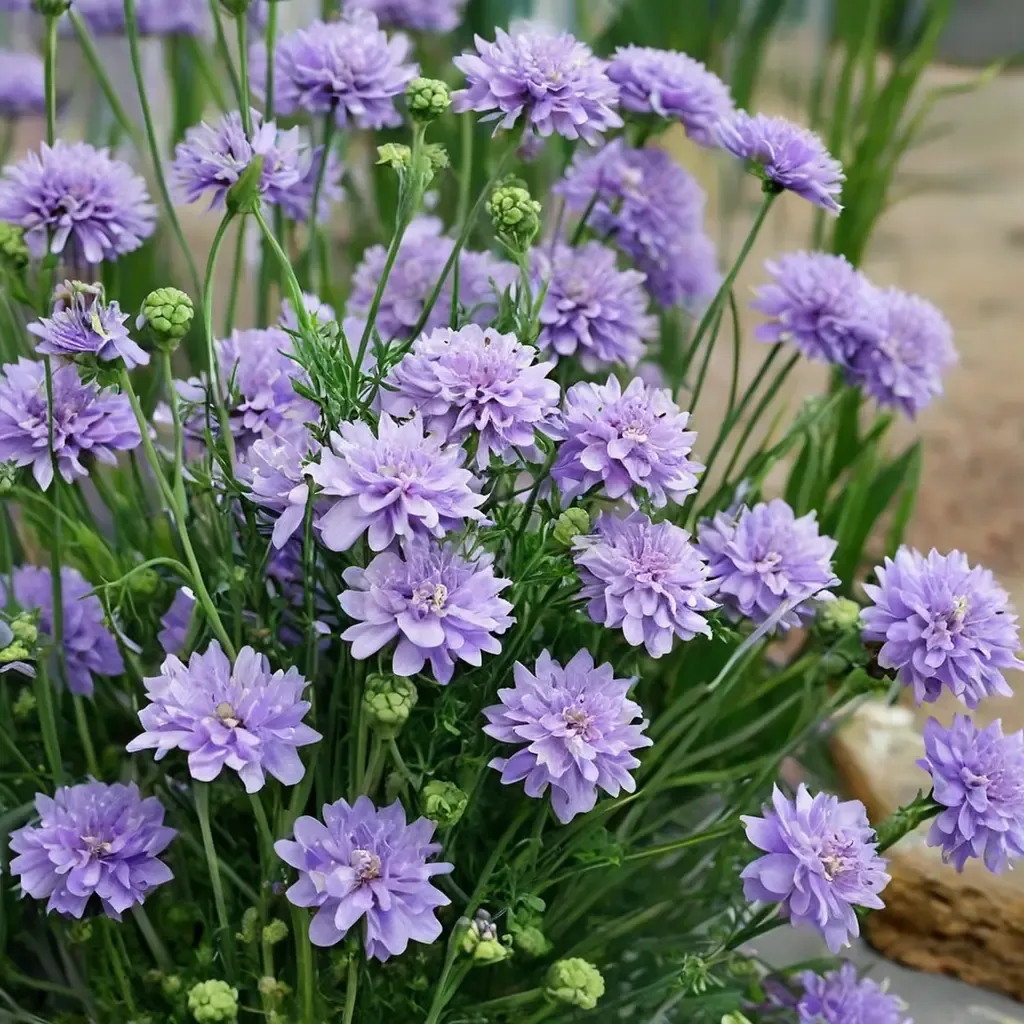 Flutter Deep Blue Pincushion Flower