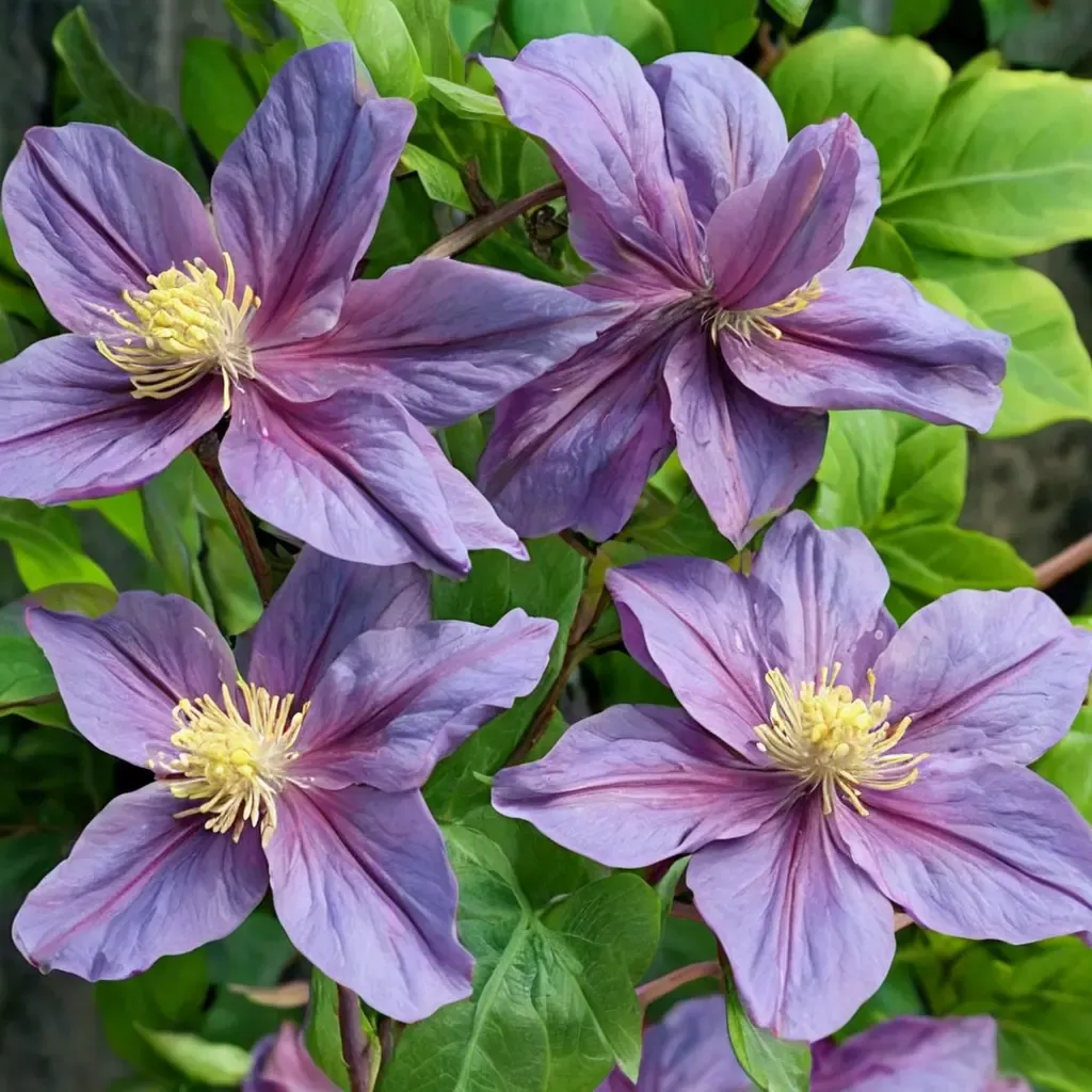 Clematis Pink Beauty
