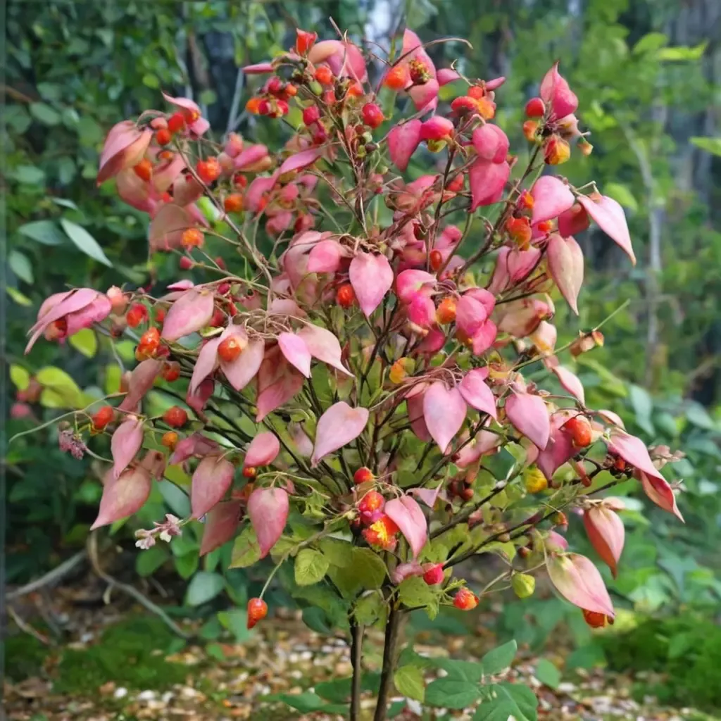Flat-stalked Spindle