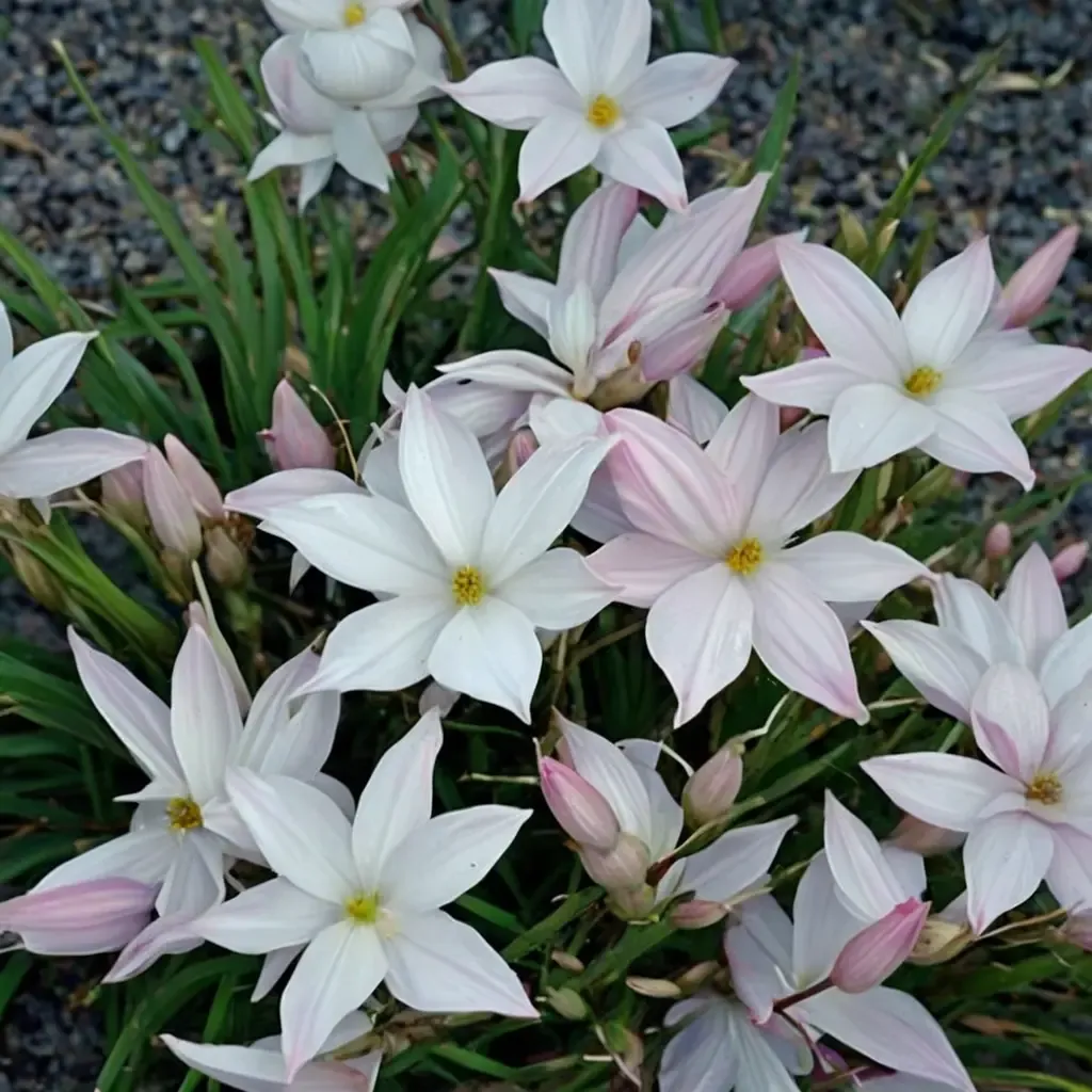 Big Dude Rain Lily