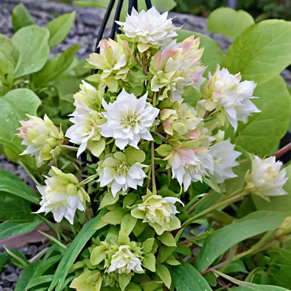 Midori Clematis