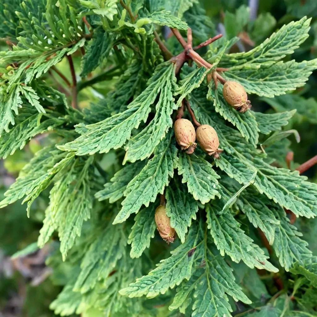 Eastern Arborvitae Northern White Cedar