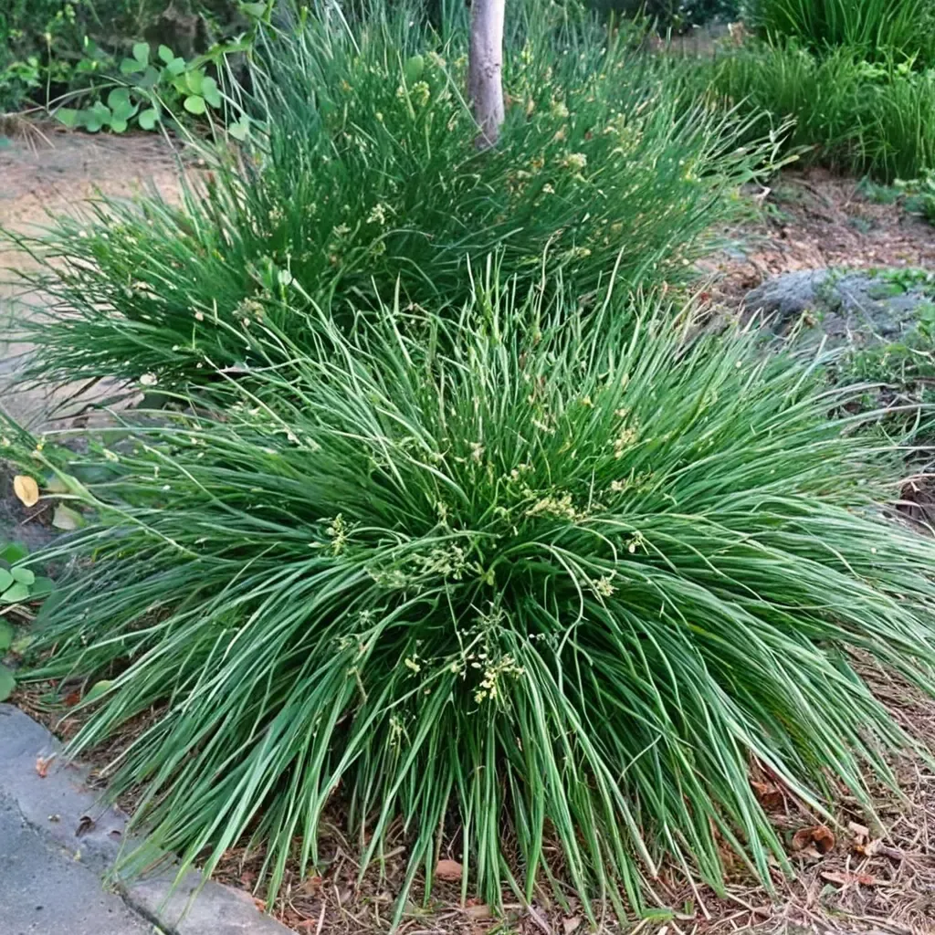 European wood sedge