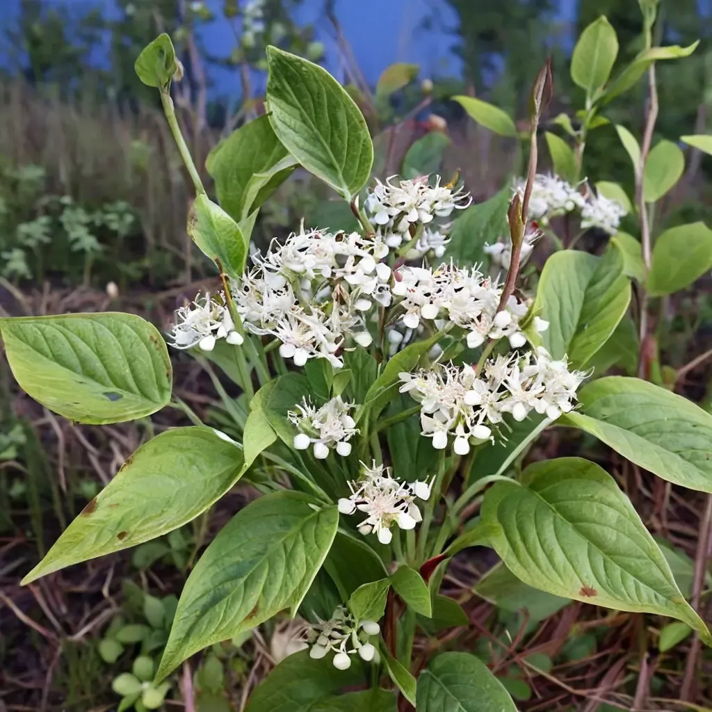 Red Osier Dogwood