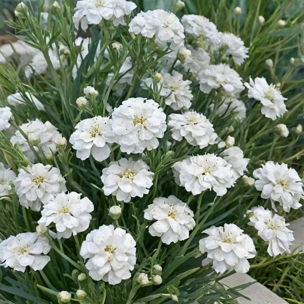 Marshmallow Yarrow