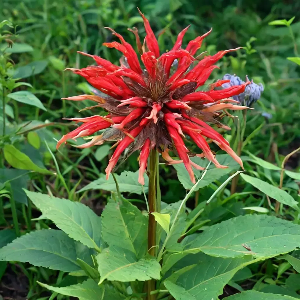 Bee Balm Oswego Tea