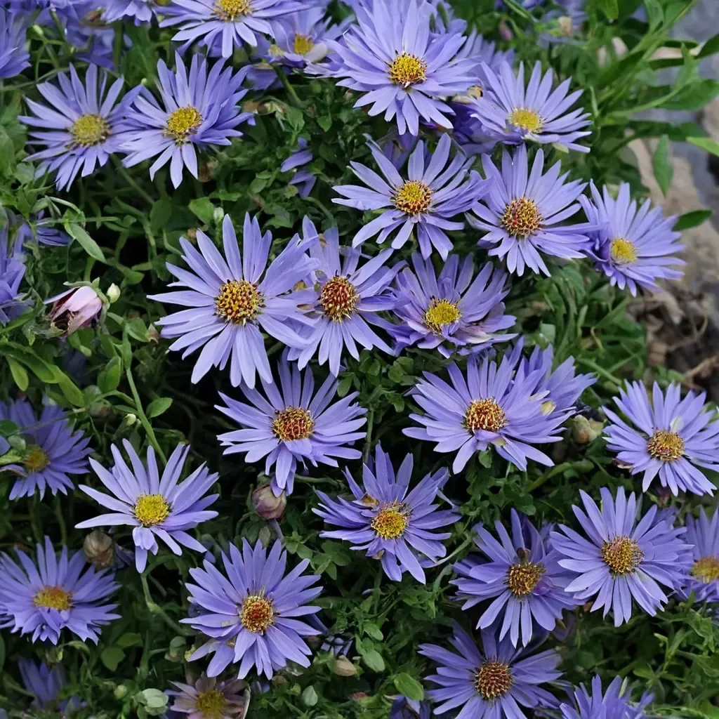Wood's Blue Aster