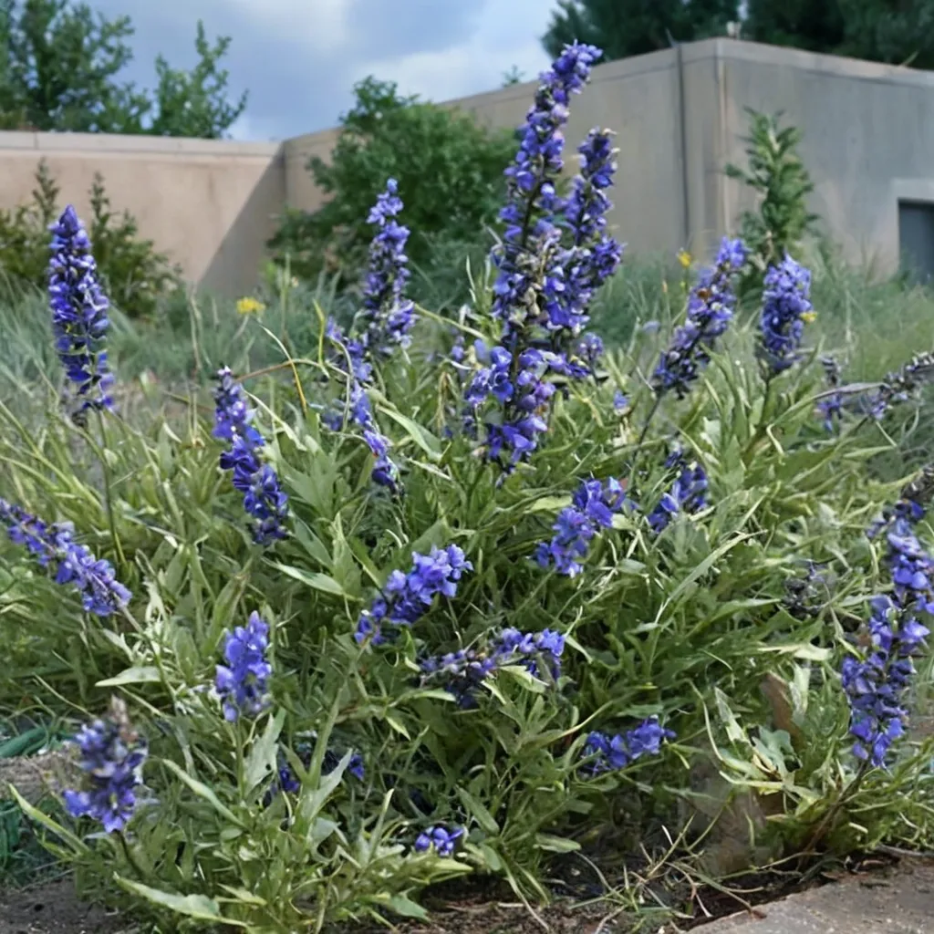 Pitcher Sage