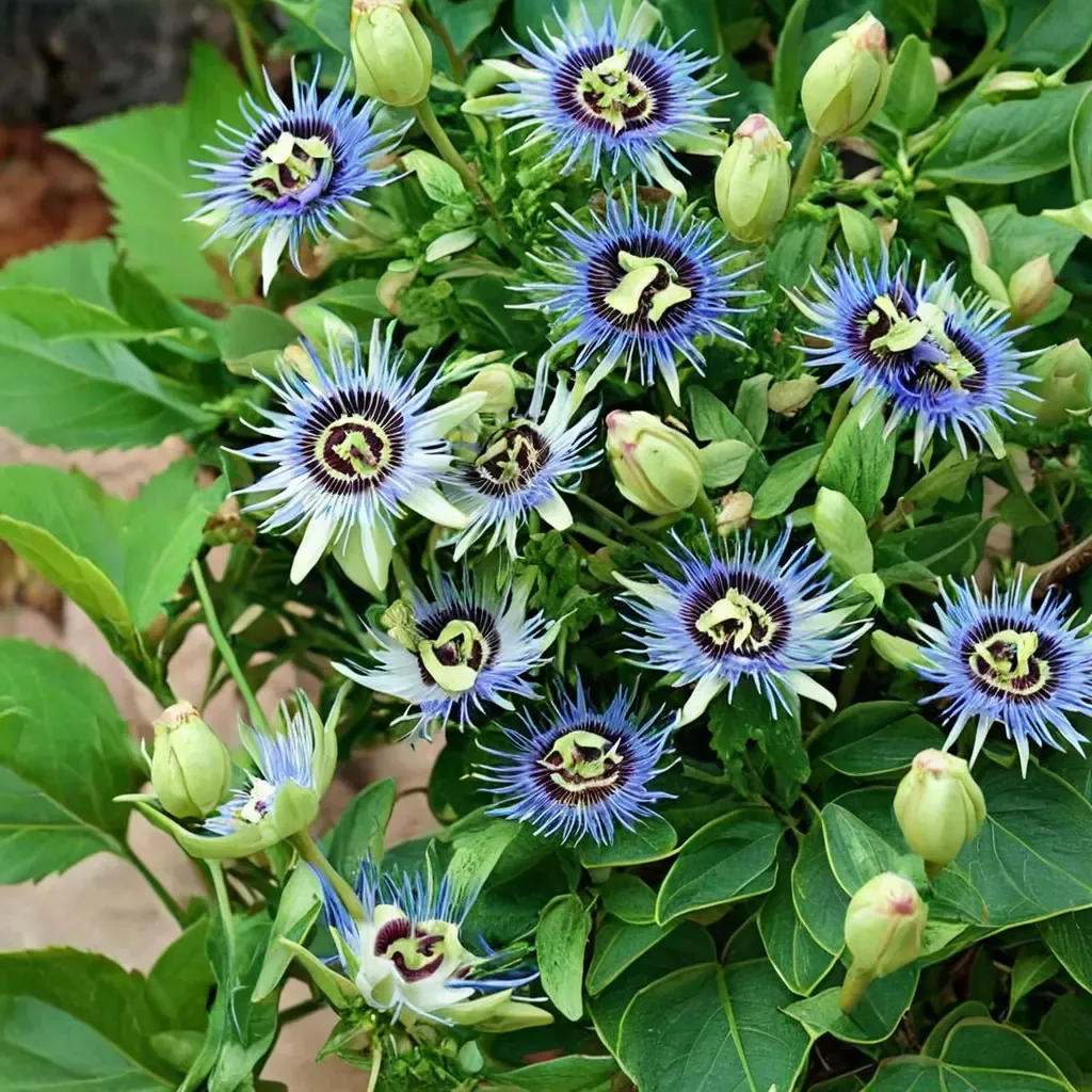 White Passionflower