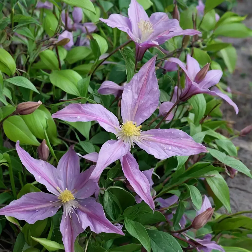 Italian Clematis