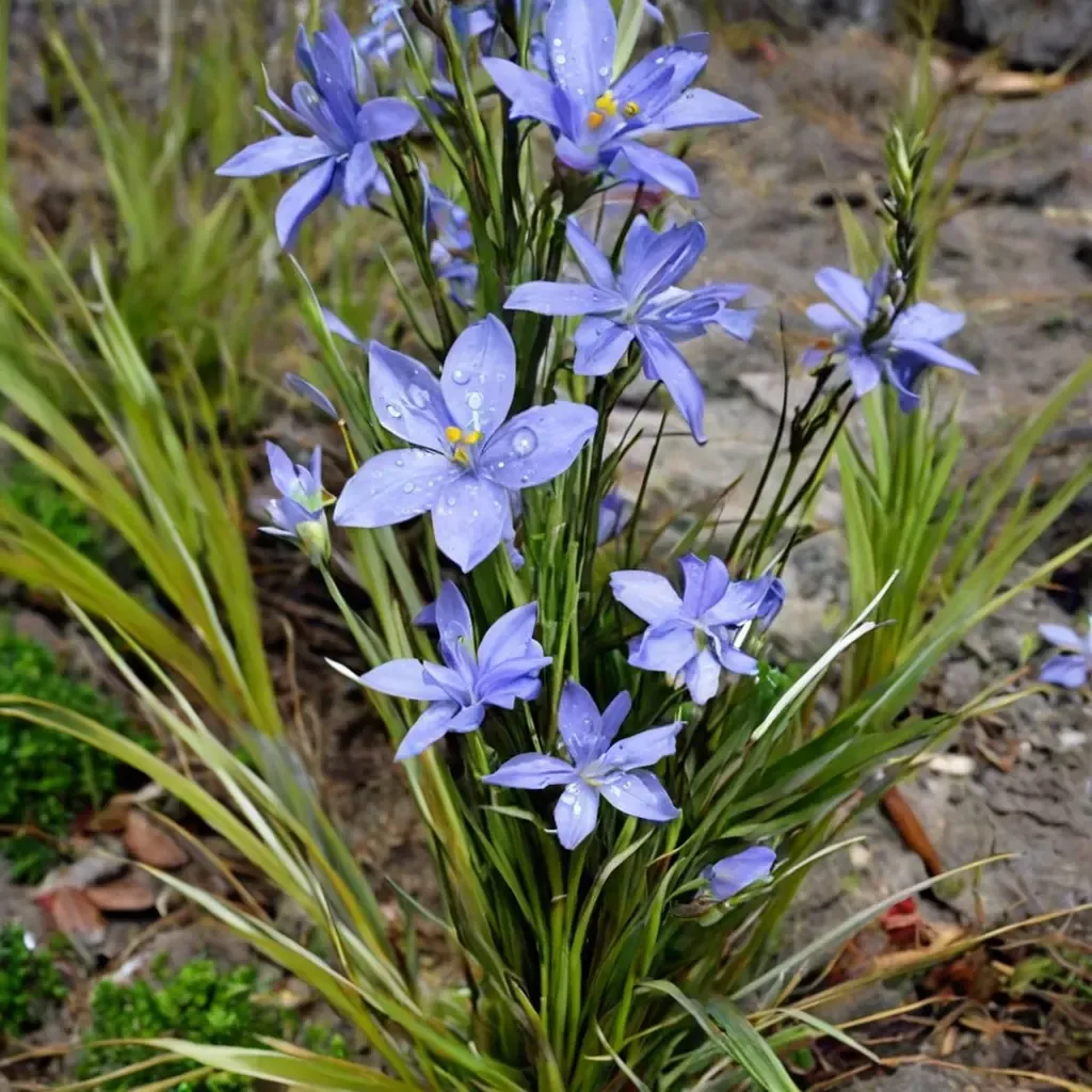 Australian Iris