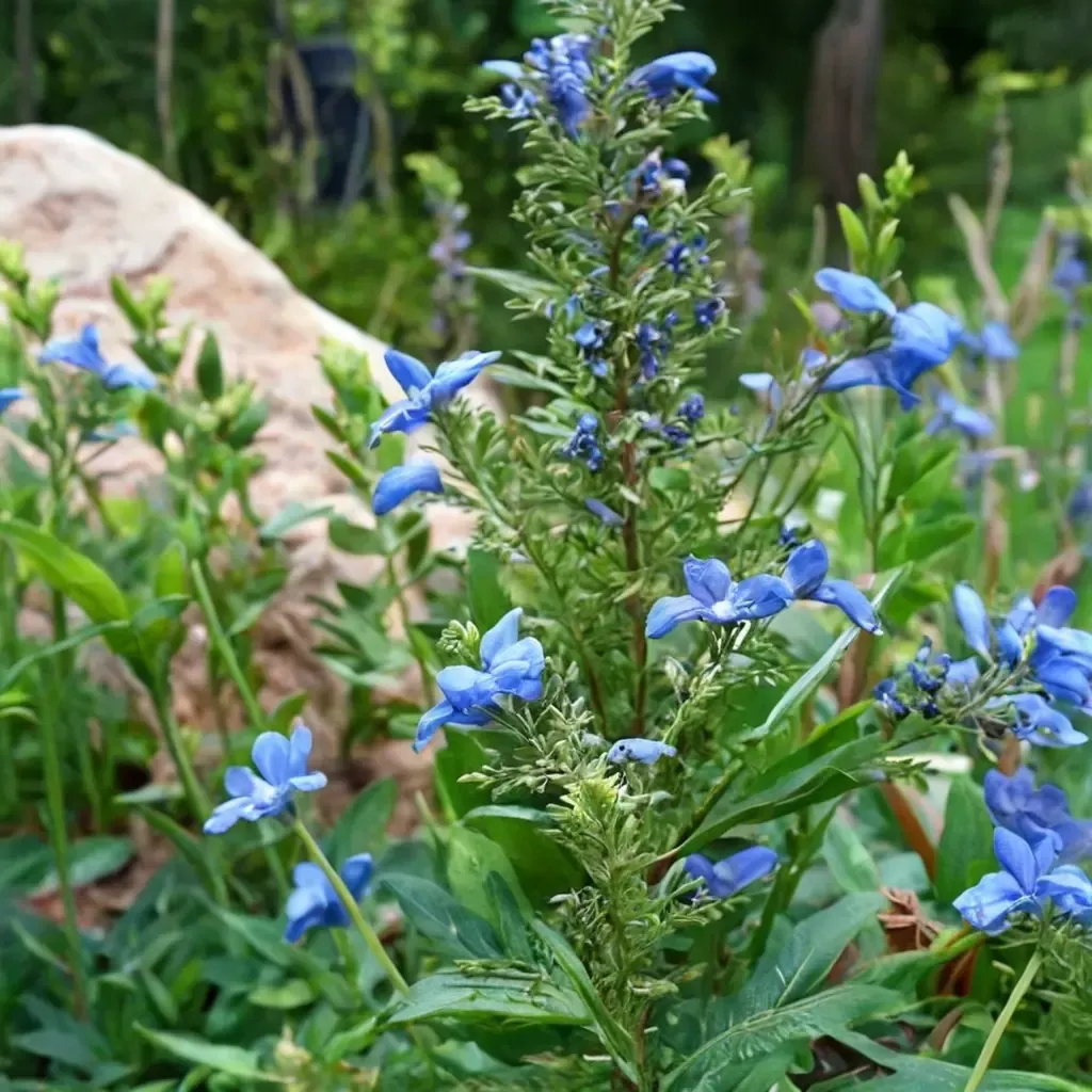 Bog Sage