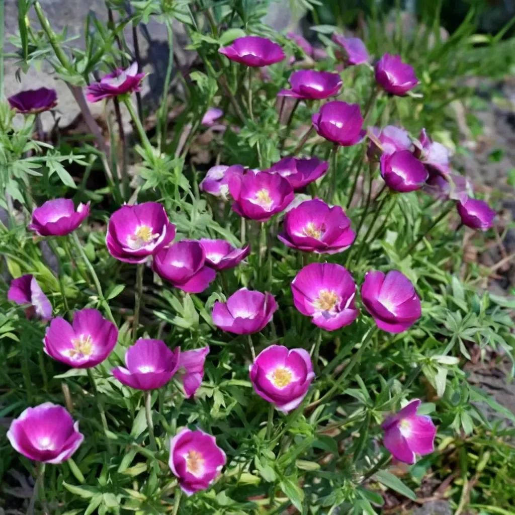 Purple Poppy Mallow