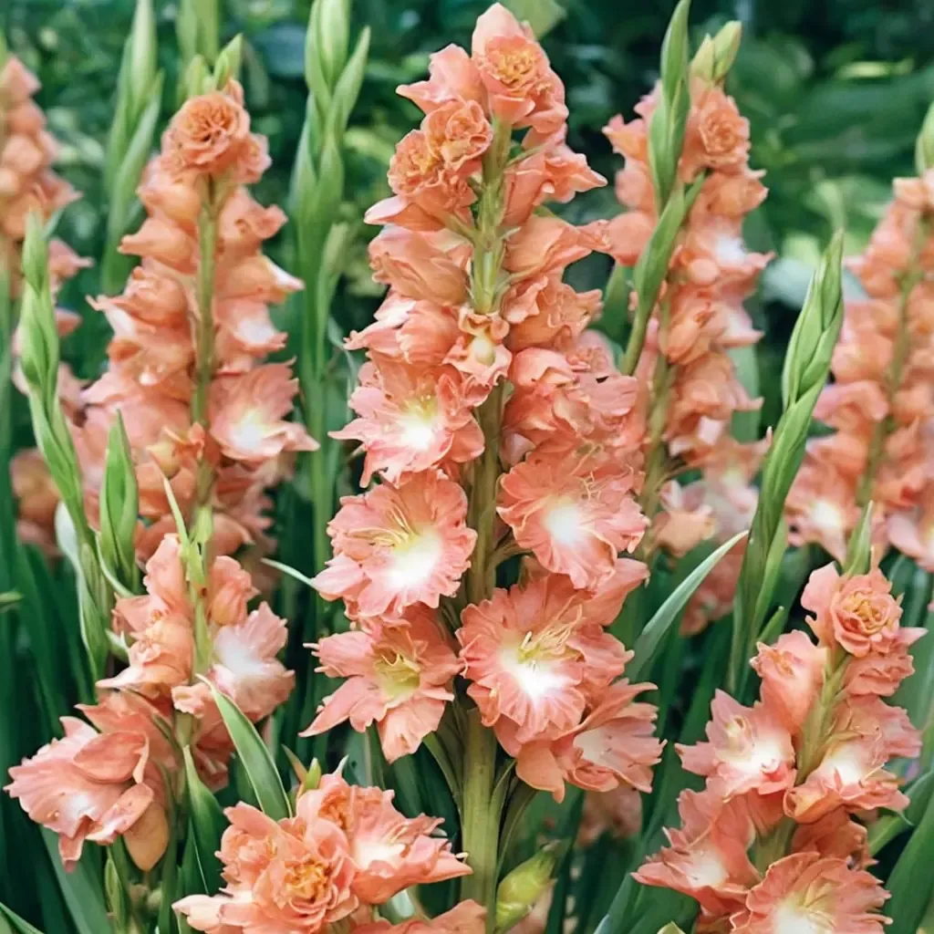 Fringed Coral Lace Gladiolus