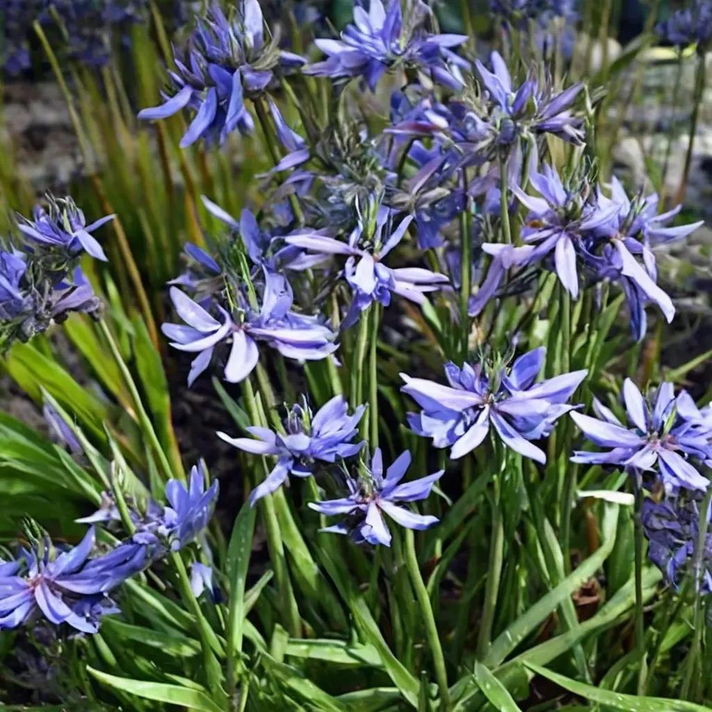 African Lily 'Loch Hope'