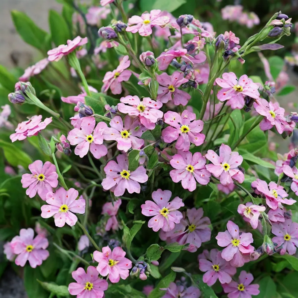 Woodland Forget-me-not 'Rosylva'