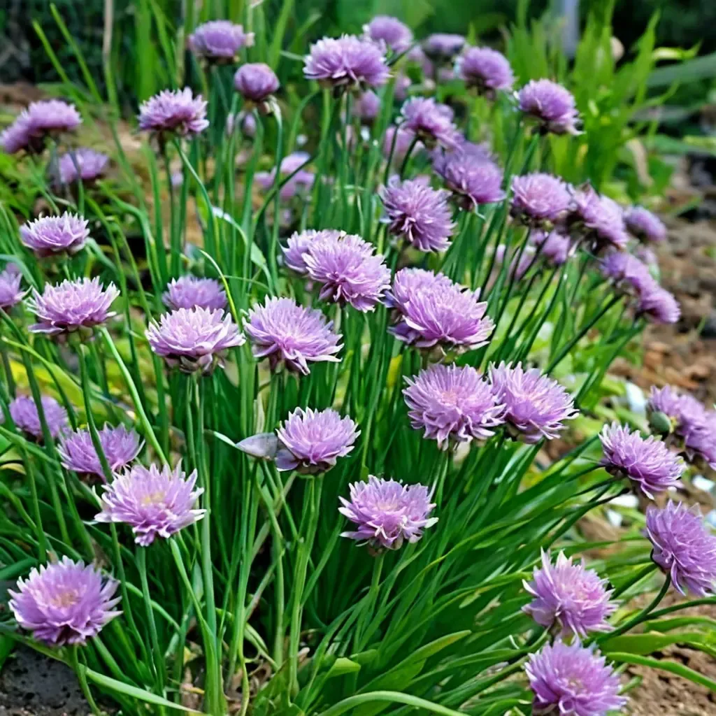 Chives