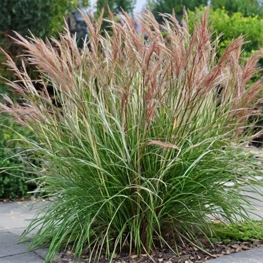 Kleine Silberspinne Maiden Grass