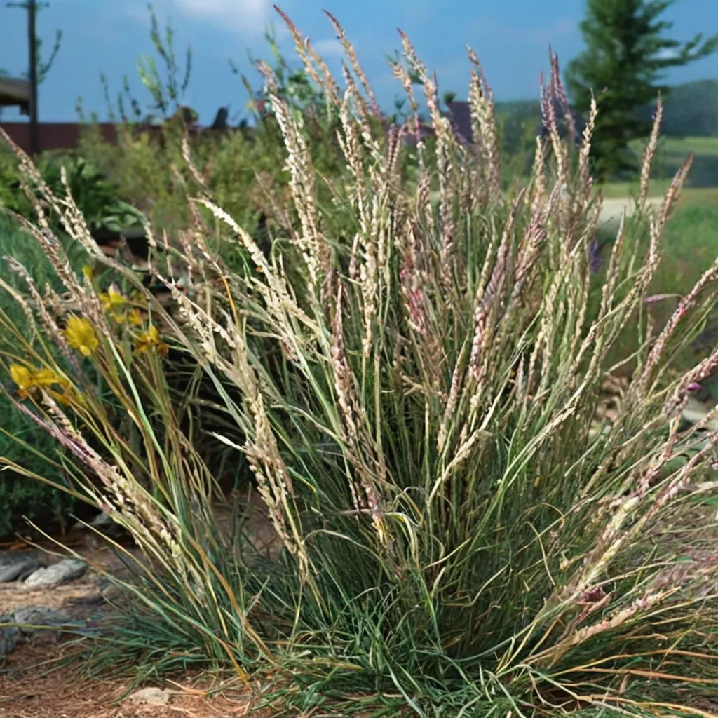 Sideoats Grama